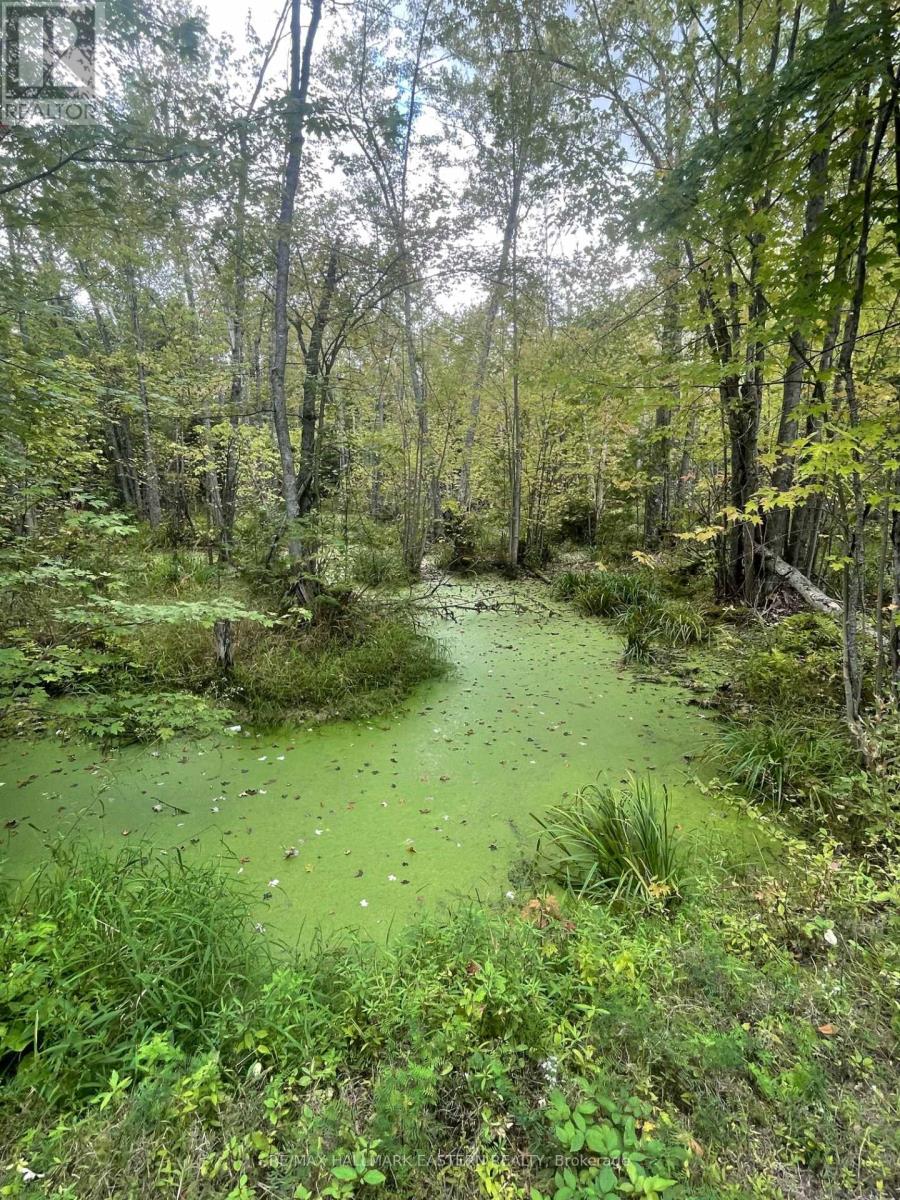 00 Adams-Cummings Road, Trent Lakes, Ontario  K0L 2J0 - Photo 10 - X7392932