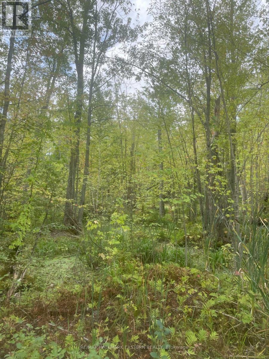 00 Adams-Cummings Road, Trent Lakes, Ontario  K0L 2J0 - Photo 11 - X7392932