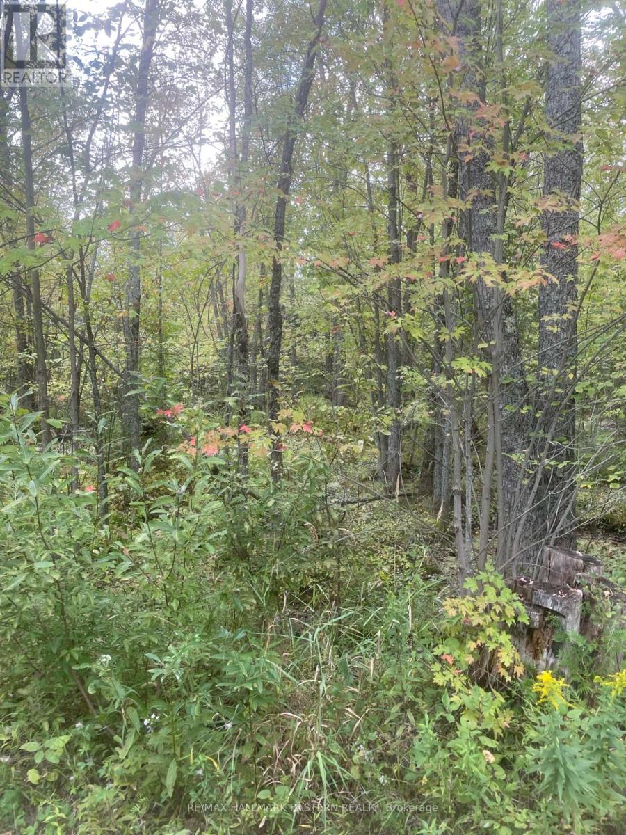 00 Adams-Cummings Road, Trent Lakes, Ontario  K0L 2J0 - Photo 13 - X7392932