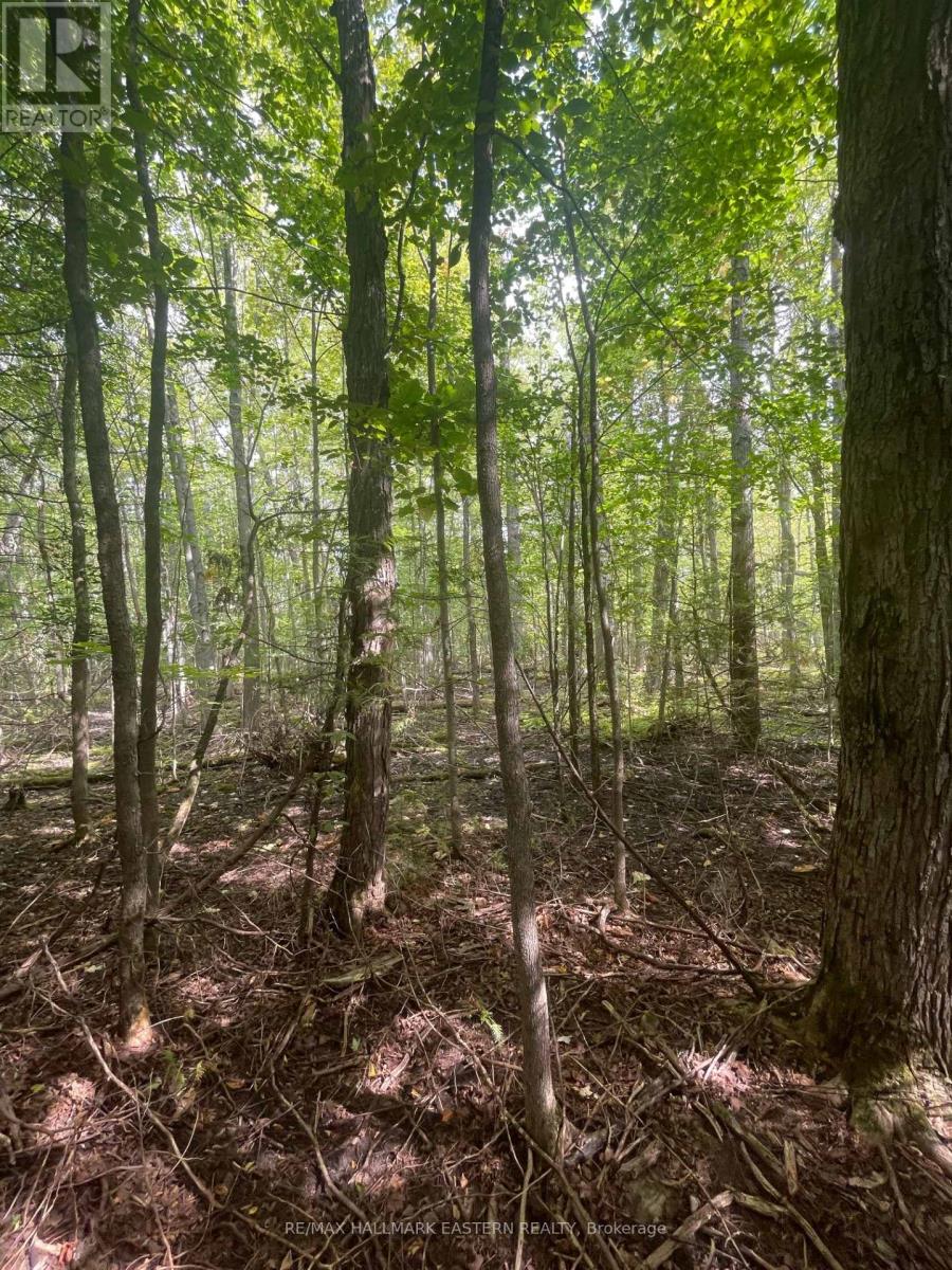 00 Adams-Cummings Road, Trent Lakes, Ontario  K0L 2J0 - Photo 17 - X7392932