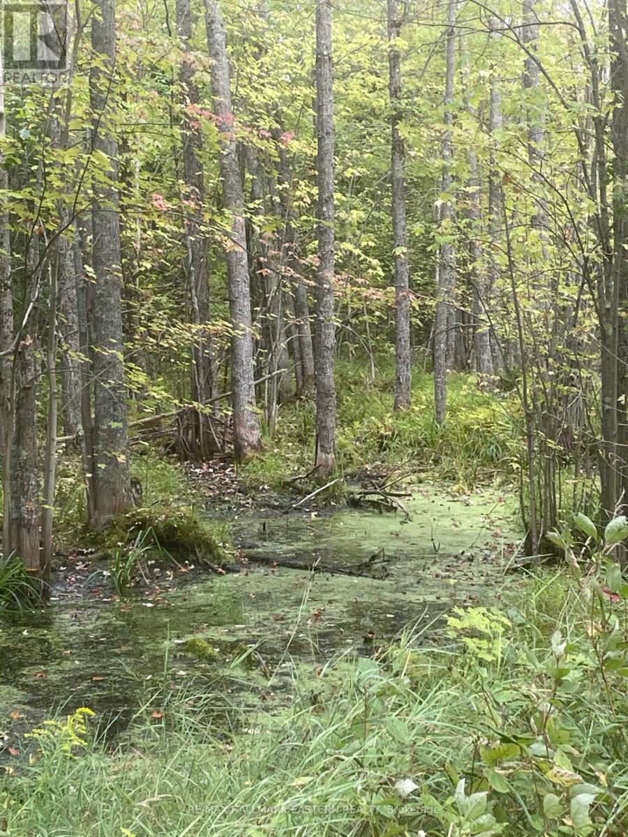 00 Adams-Cummings Road, Trent Lakes, Ontario  K0L 2J0 - Photo 22 - X7392932