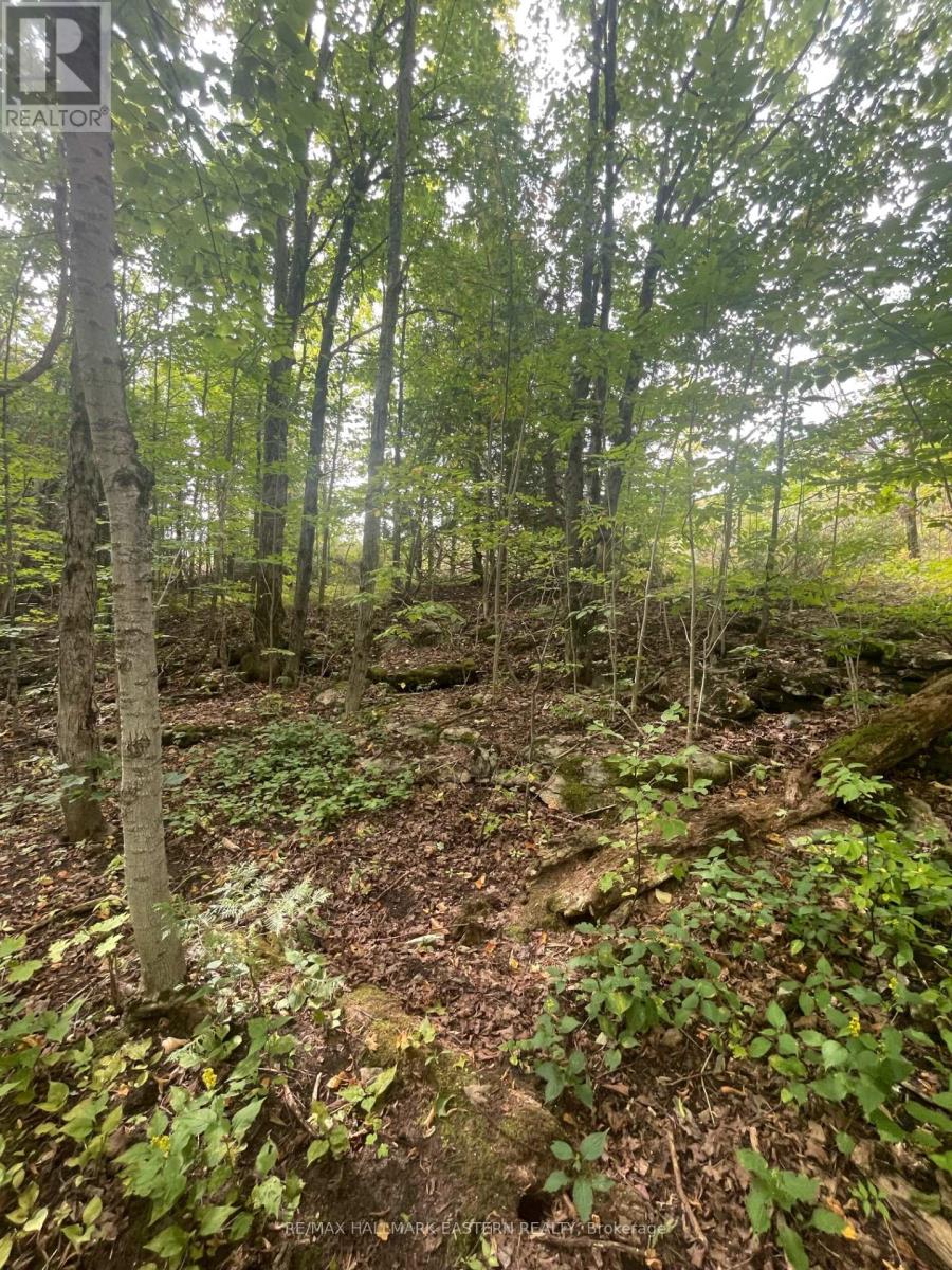 00 Adams-Cummings Road, Trent Lakes, Ontario  K0L 2J0 - Photo 26 - X7392932