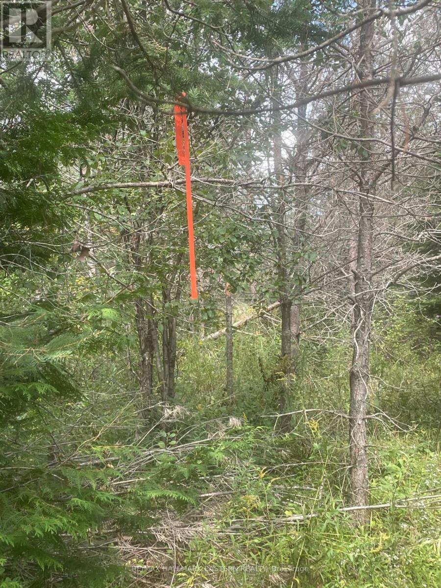 00 Adams-Cummings Road, Trent Lakes, Ontario  K0L 2J0 - Photo 33 - X7392932