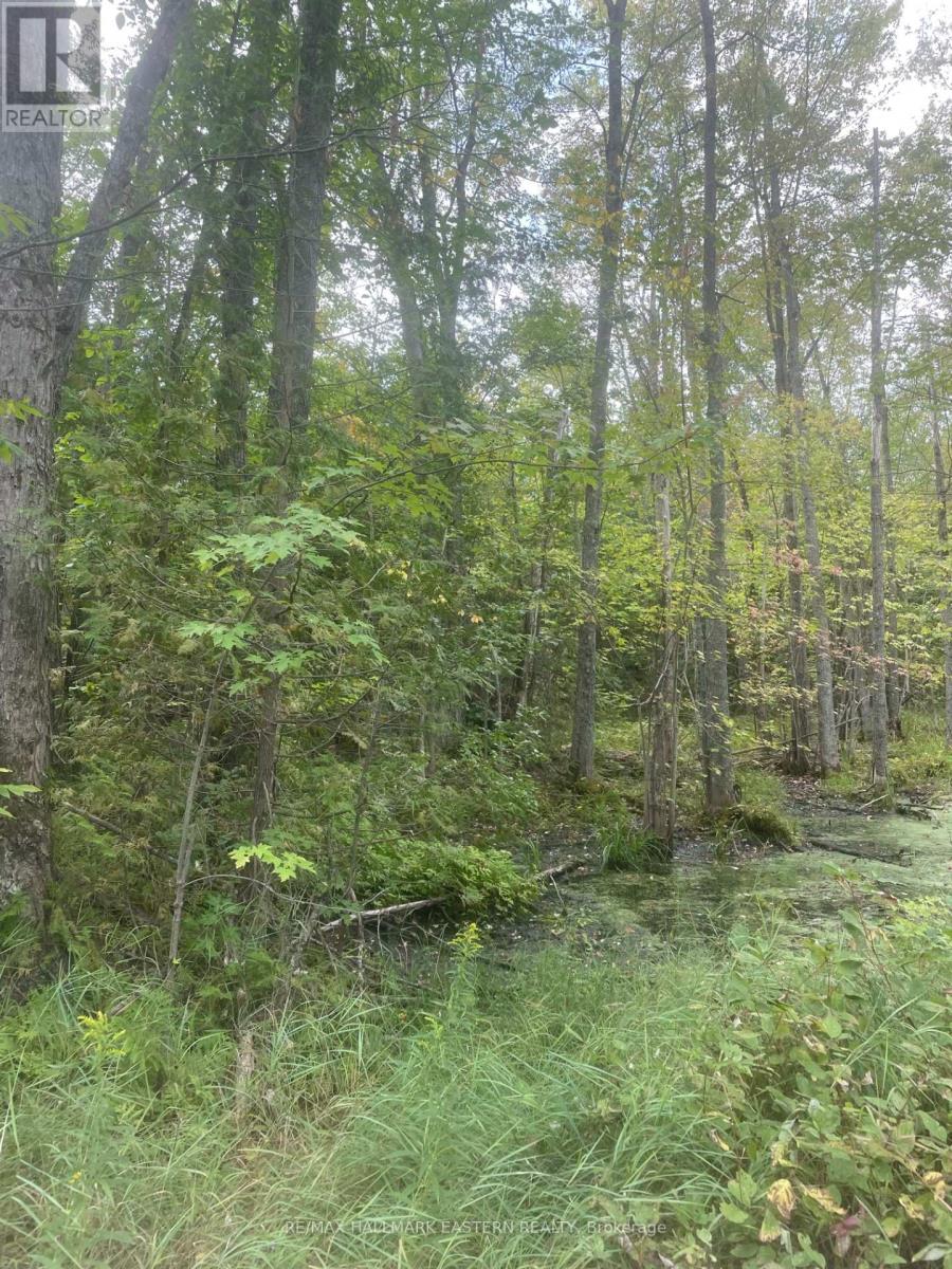 00 Adams-Cummings Road, Trent Lakes, Ontario  K0L 2J0 - Photo 4 - X7392932