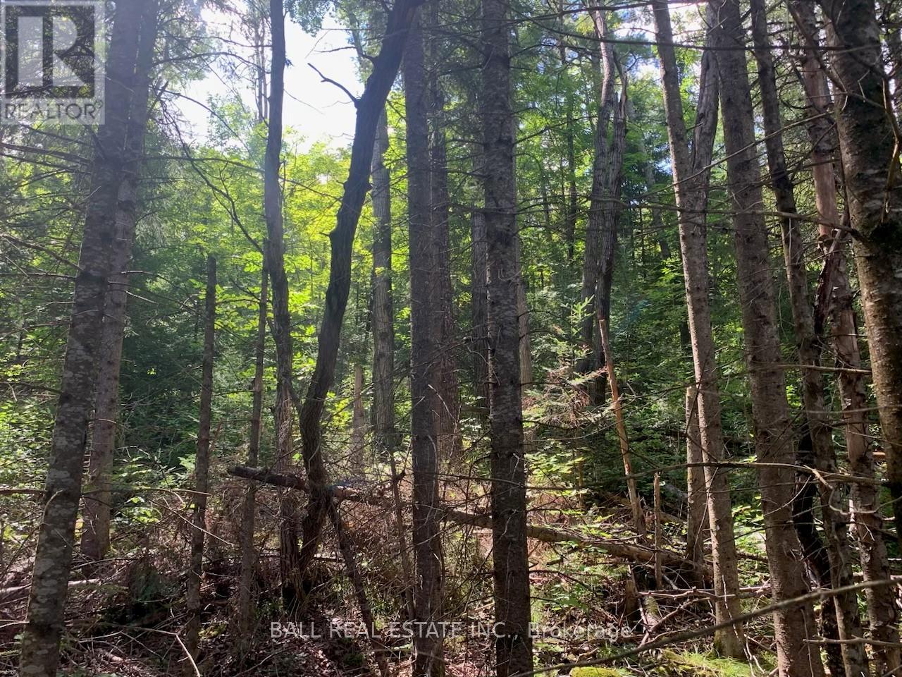 Lot 29 Highway 62 W, Hastings Highlands (Bancroft Ward), Ontario  K0L 1C0 - Photo 2 - X8289666