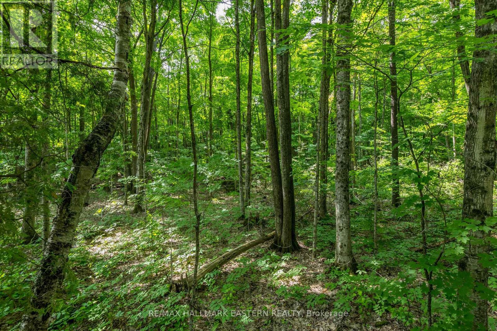 0 Teds Lane, Trent Lakes, Ontario  K0L 1J0 - Photo 32 - X12008415