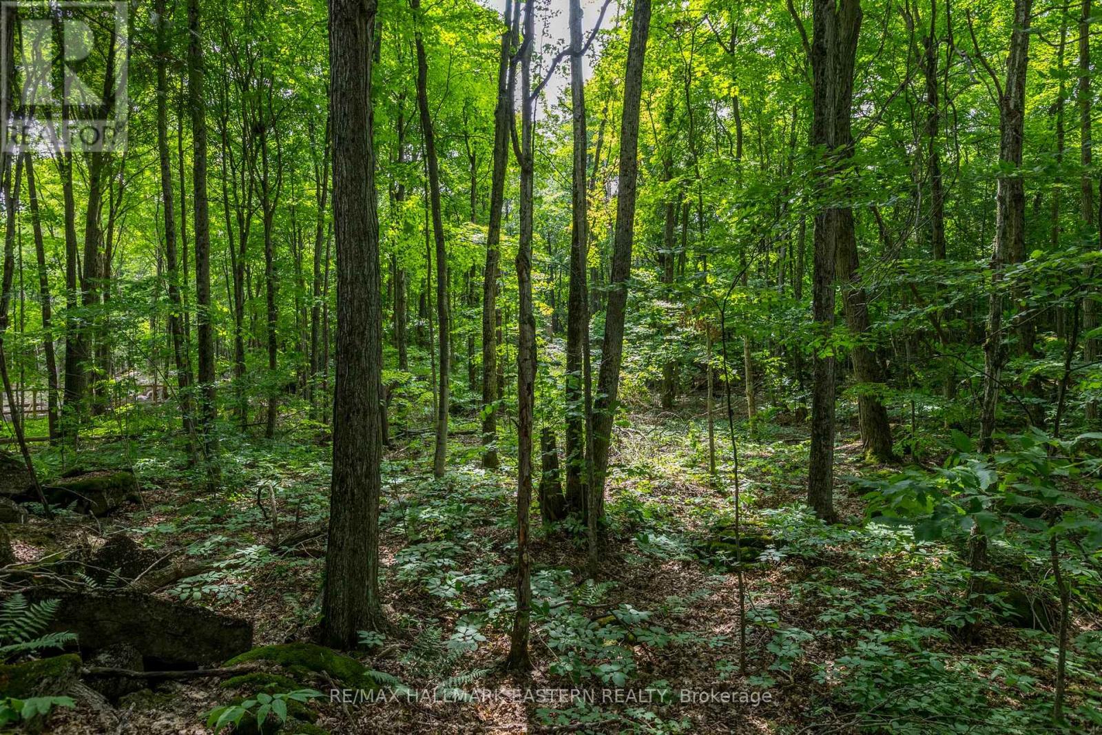 0 Teds Lane, Trent Lakes, Ontario  K0L 1J0 - Photo 37 - X12008415