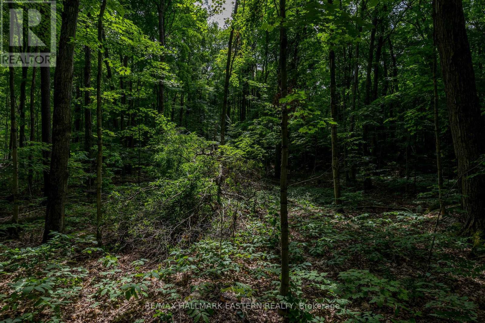 0 Teds Lane, Trent Lakes, Ontario  K0L 1J0 - Photo 38 - X12008415