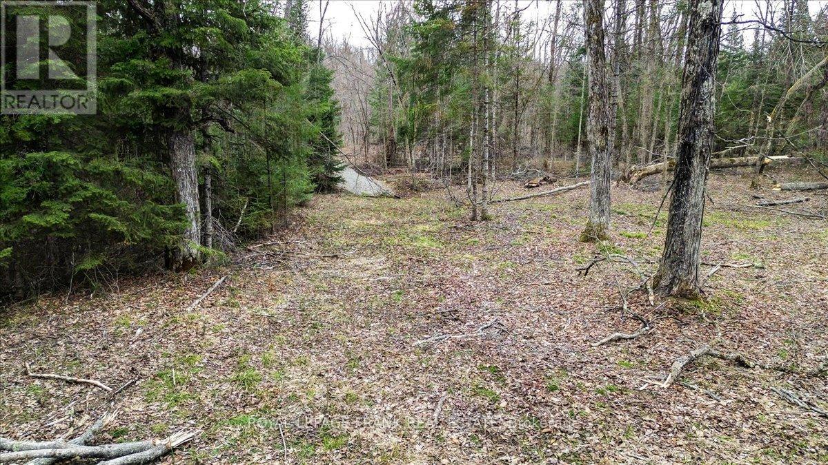 173 Lean Drive, North Kawartha, Ontario  K0L 1A0 - Photo 35 - X12117296