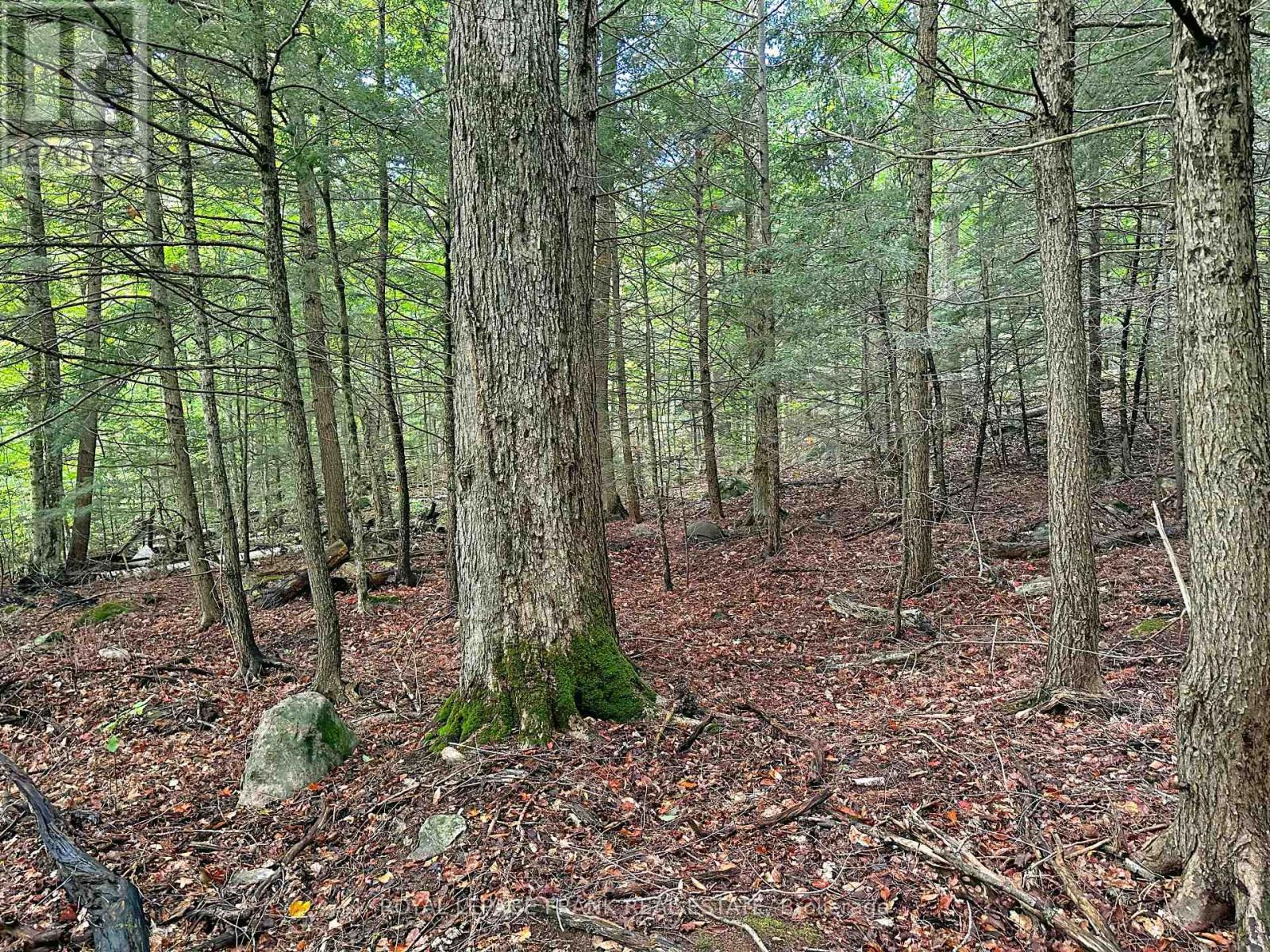 0 Fire Route 267, Trent Lakes, Ontario  K0L 1J0 - Photo 15 - X12119828