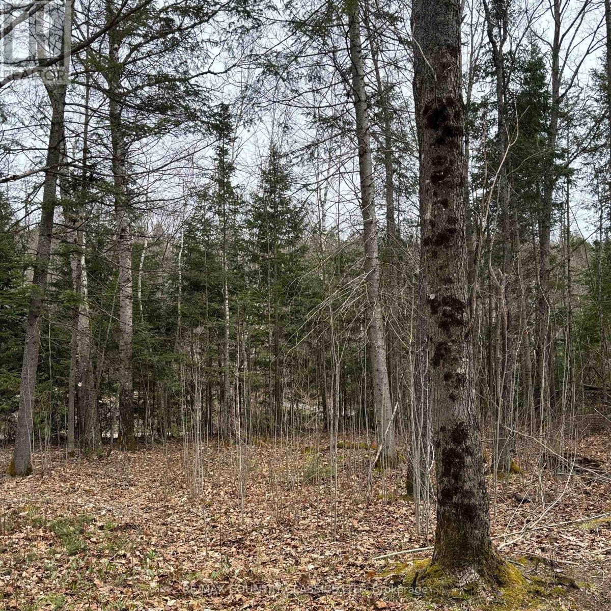 2725 Musclow-Greenview Road, Hastings Highlands (Monteagle Ward), Ontario  K0L 1C0 - Photo 9 - X12127282