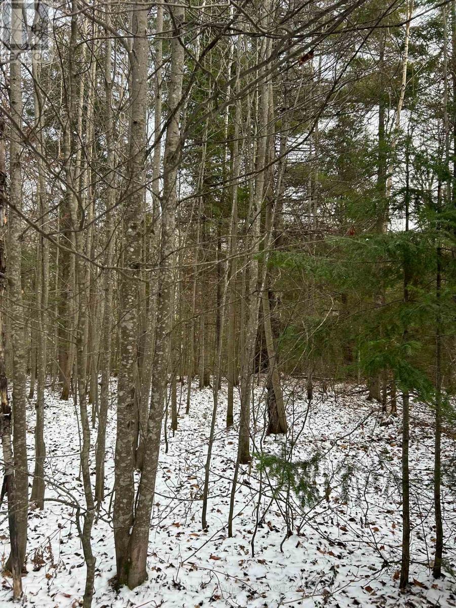 0 Madawaska Road, Hastings Highlands (Mcclure Ward), Ontario  K0L 2S0 - Photo 7 - X12133954