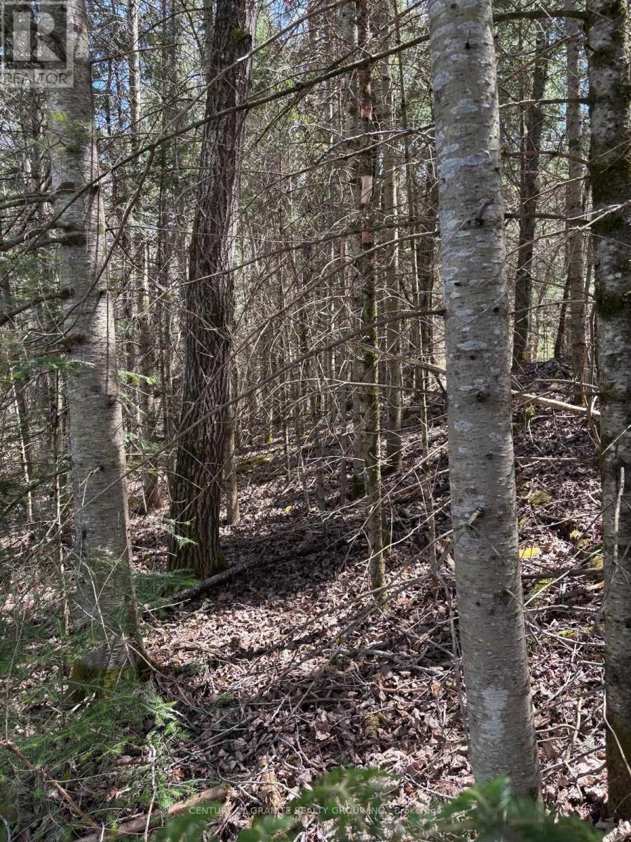 01 Monck Road, Faraday, Ontario  K0L 1C0 - Photo 3 - X12138132