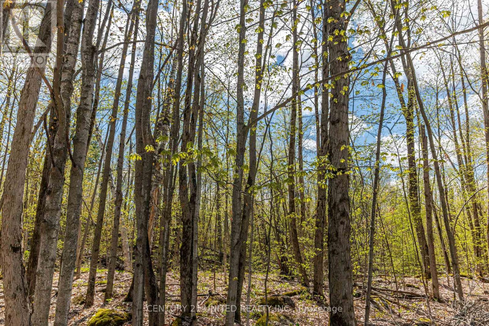 1030 Birchview Road, Douro-Dummer, Ontario  K0L 2H0 - Photo 3 - X12142473