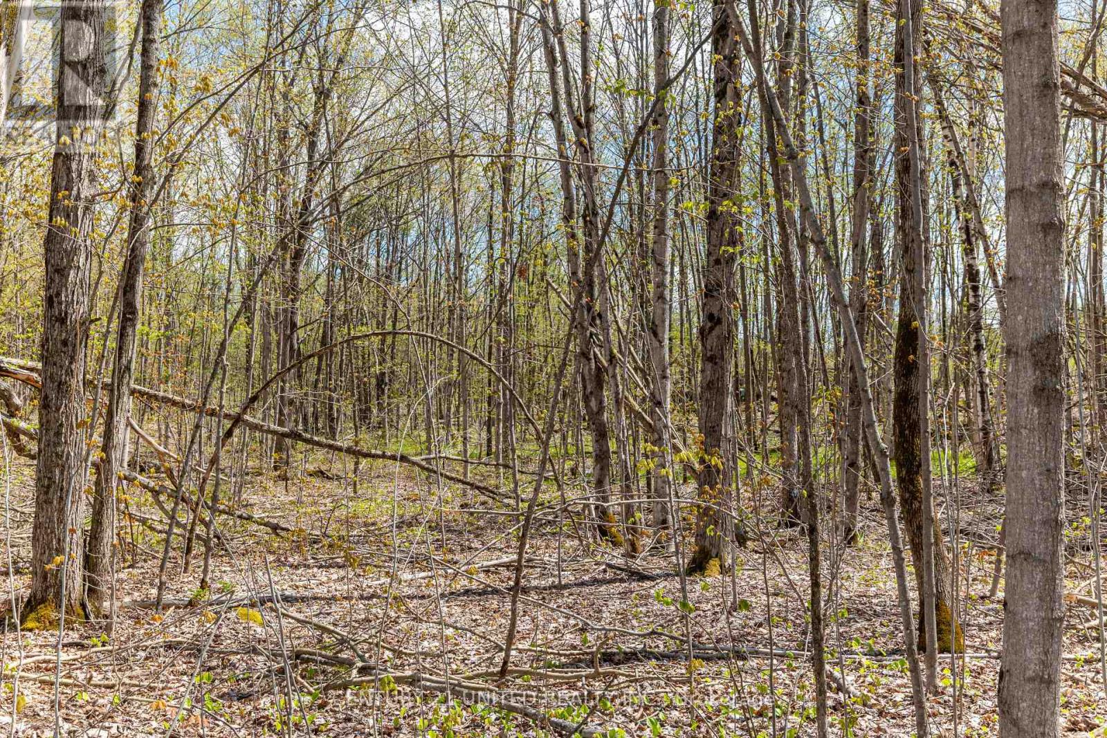 1030 Birchview Road, Douro-Dummer, Ontario  K0L 2H0 - Photo 8 - X12142473