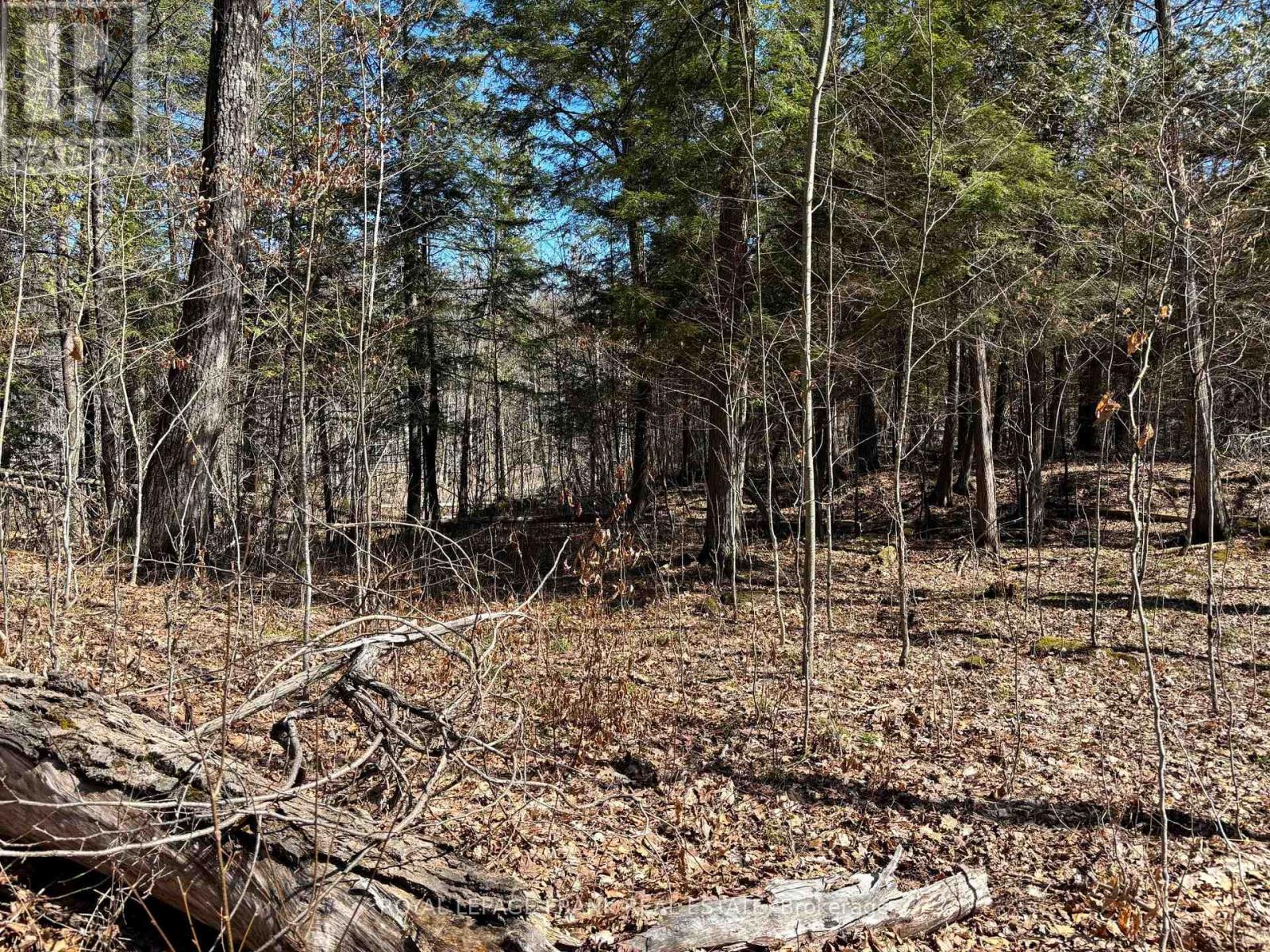 185 Julian Lake Road, North Kawartha, Ontario  K0L 3E0 - Photo 17 - X12143931