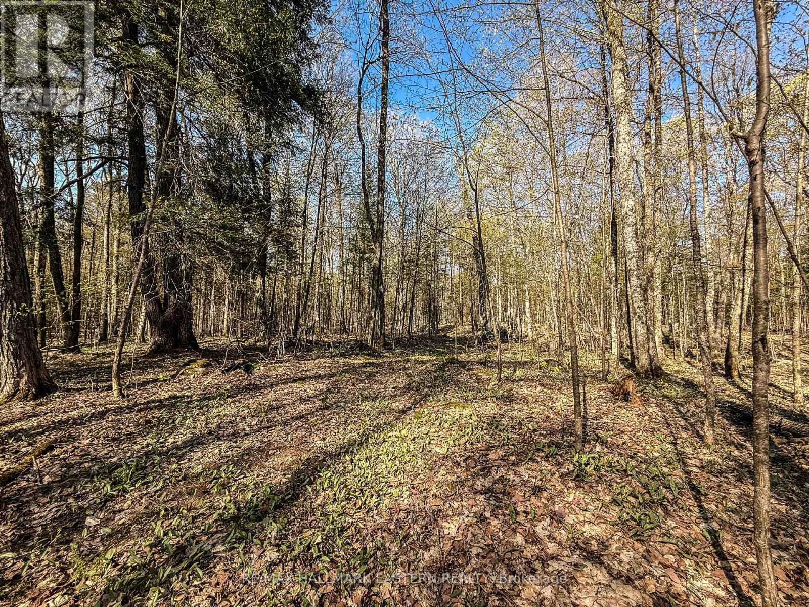 2494 Hadlington Road, Highlands East (Monmouth), Ontario  K0L 3K0 - Photo 11 - X12146596