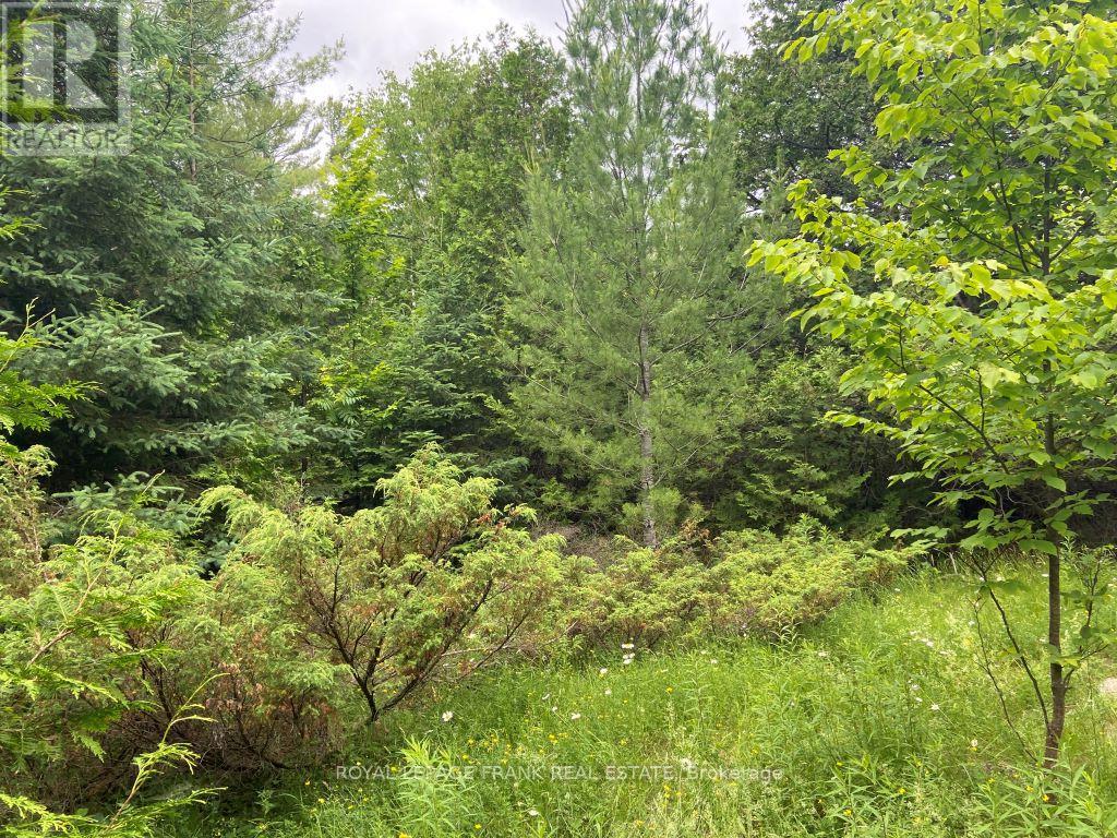 0 Barcroft Road, Trent Lakes, Ontario  K0L 1J0 - Photo 5 - X12156194