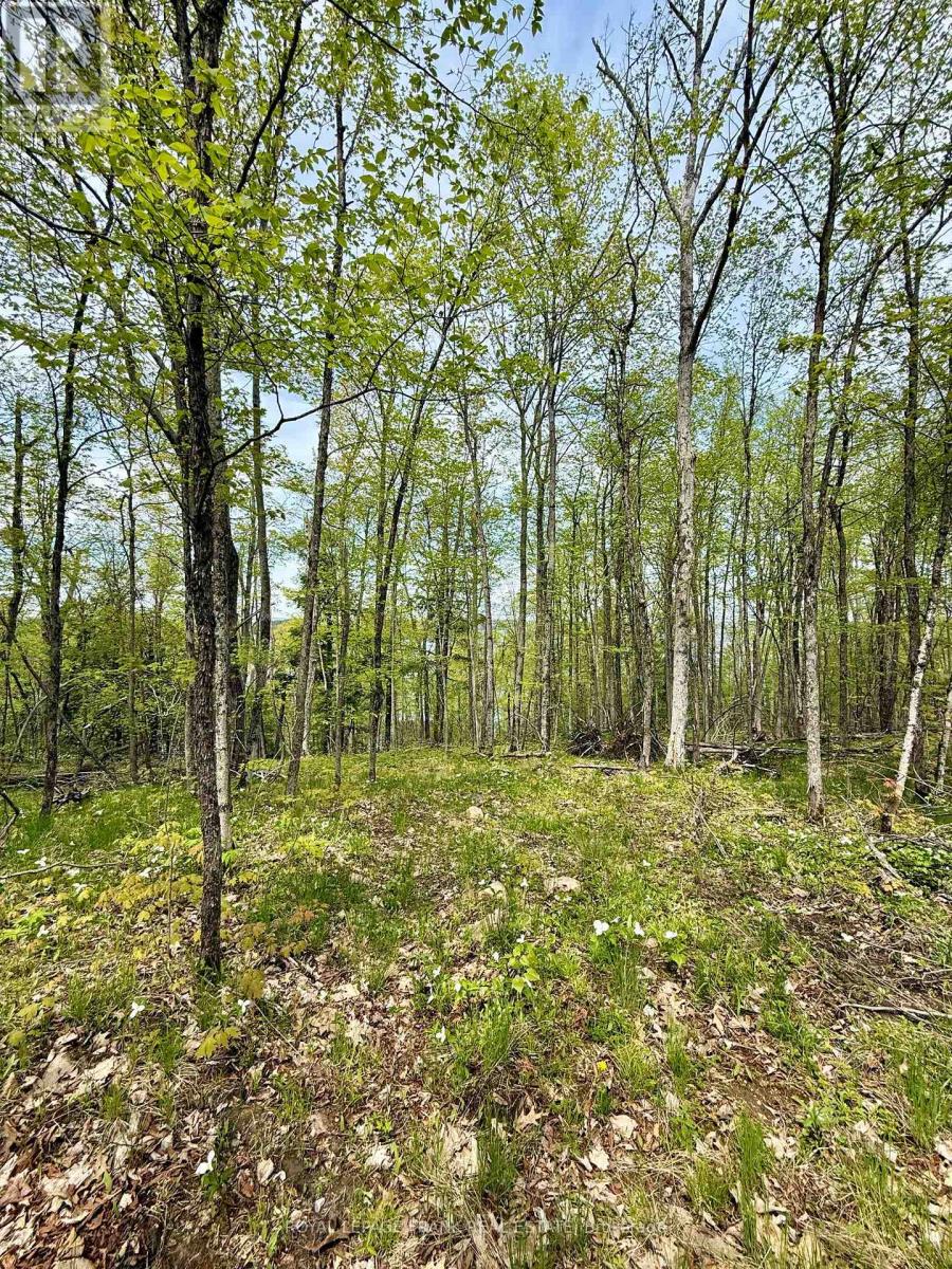 00 Birchview Road, Douro-Dummer, Ontario  K0L 2H0 - Photo 7 - X12192694