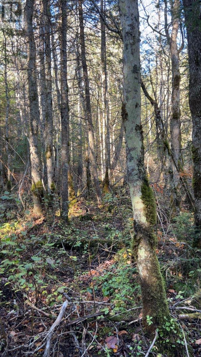 Con 1 Lot 4, Hastings Highlands (Monteagle Ward), Ontario  K0L 2S0 - Photo 3 - X12224578