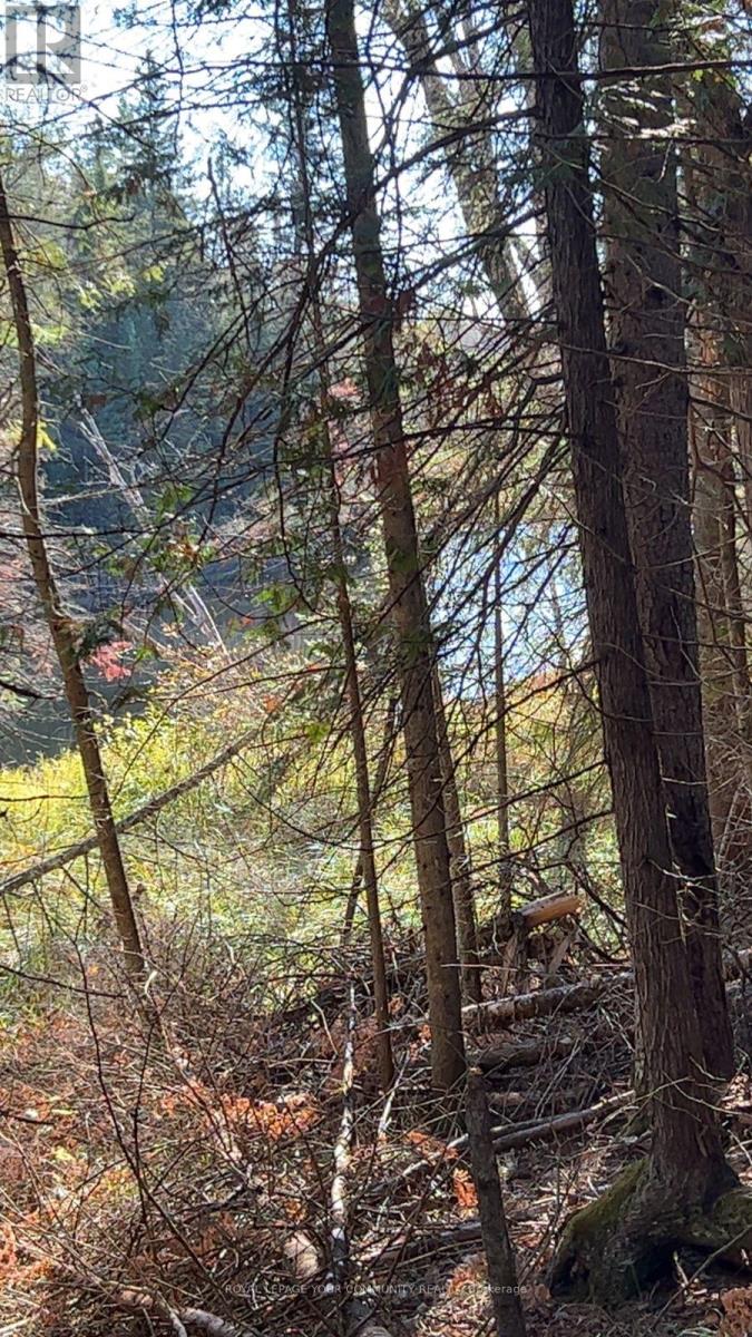Con 1 Lot 4, Hastings Highlands (Monteagle Ward), Ontario  K0L 2S0 - Photo 5 - X12224578