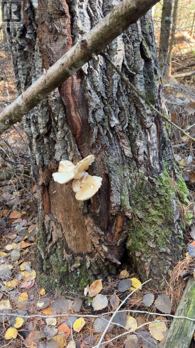 Con 1 Lot 4, Hastings Highlands (Monteagle Ward), Ontario  K0L 2S0 - Photo 6 - X12224578