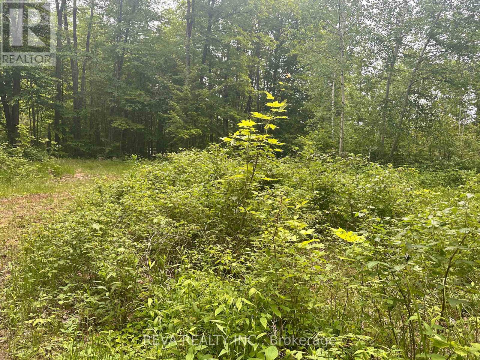 219 Elgin Road, Hastings Highlands (Mcclure Ward), Ontario  K0L 2K0 - Photo 5 - X12252060