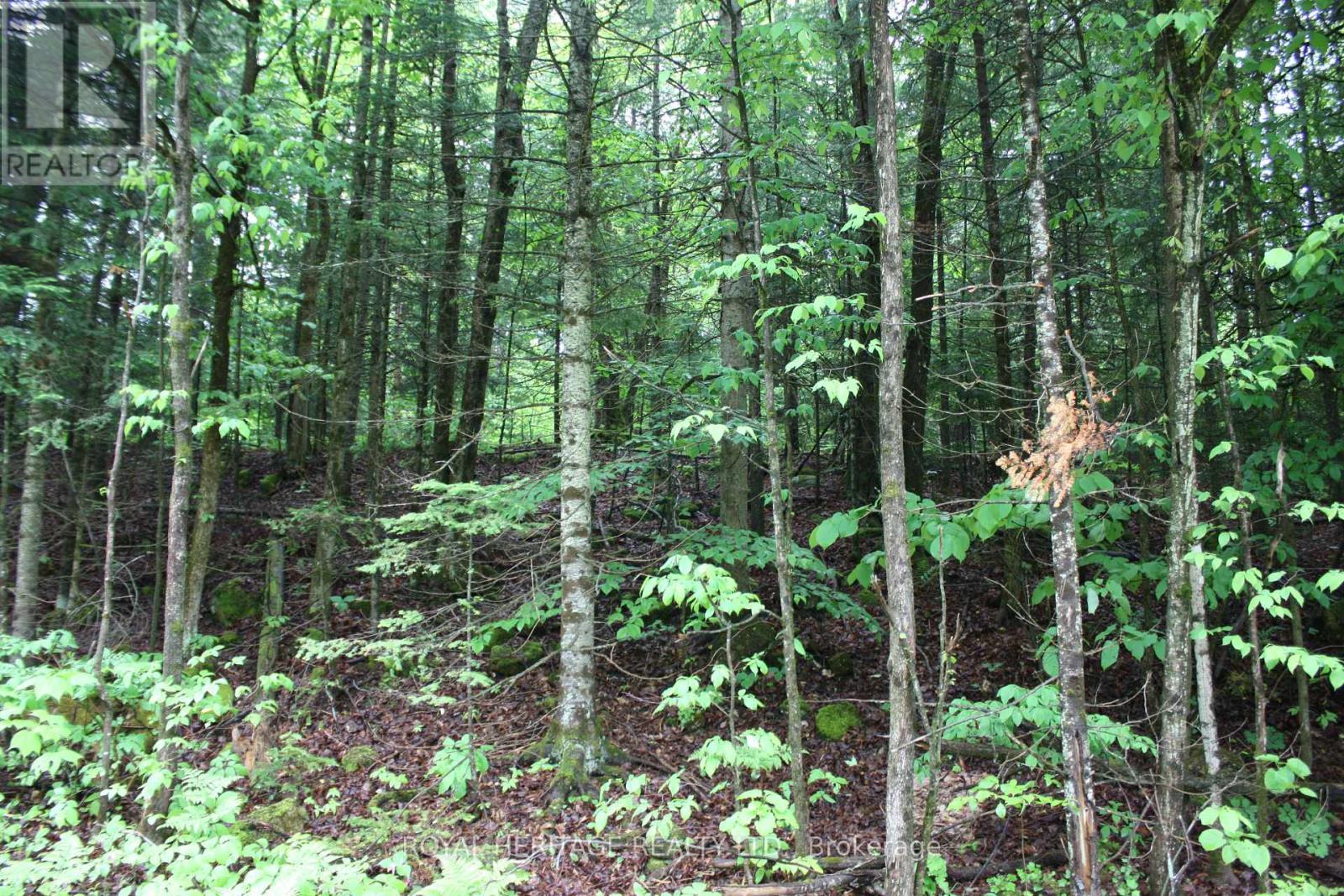 0 Quarry Road, Bancroft (Dungannon Ward), Ontario  K0L 1C0 - Photo 4 - X12255821