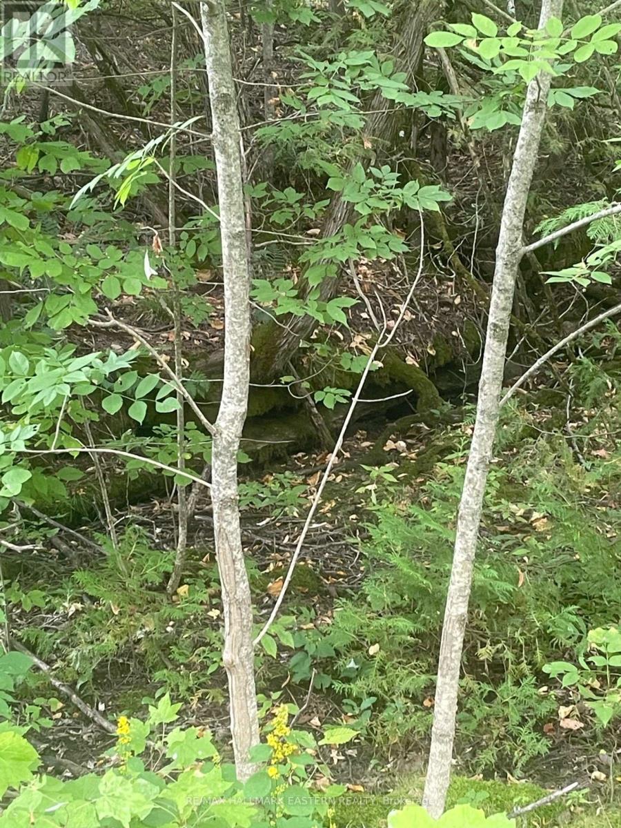 00 Adams-Cummings Road, Trent Lakes, Ontario  K0L 2J0 - Photo 31 - X12256603