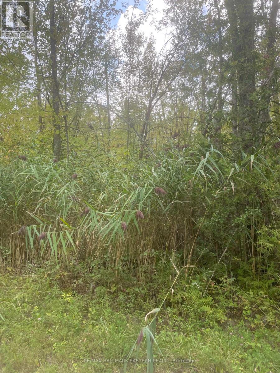 00 Adams-Cummings Road, Trent Lakes, Ontario  K0L 2J0 - Photo 5 - X12256603