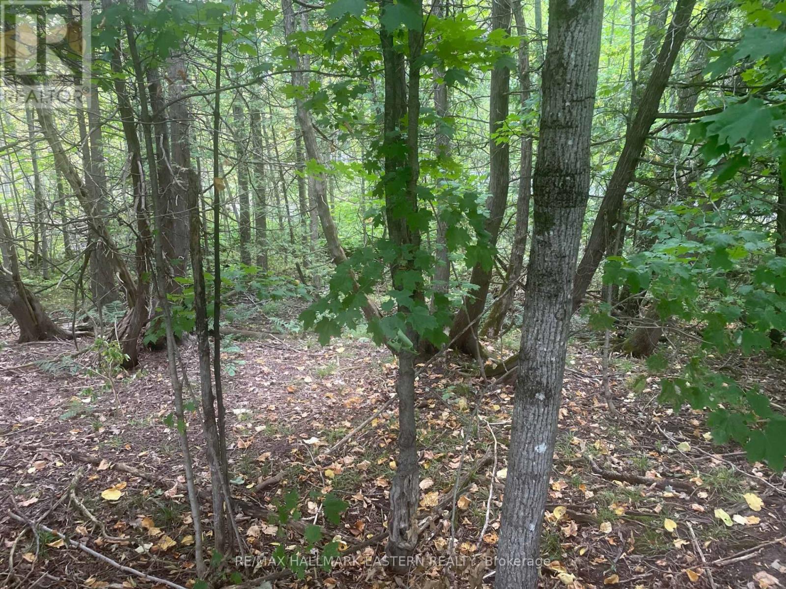 00 Adams-Cummings Road, Trent Lakes, Ontario  K0L 2J0 - Photo 6 - X12256603