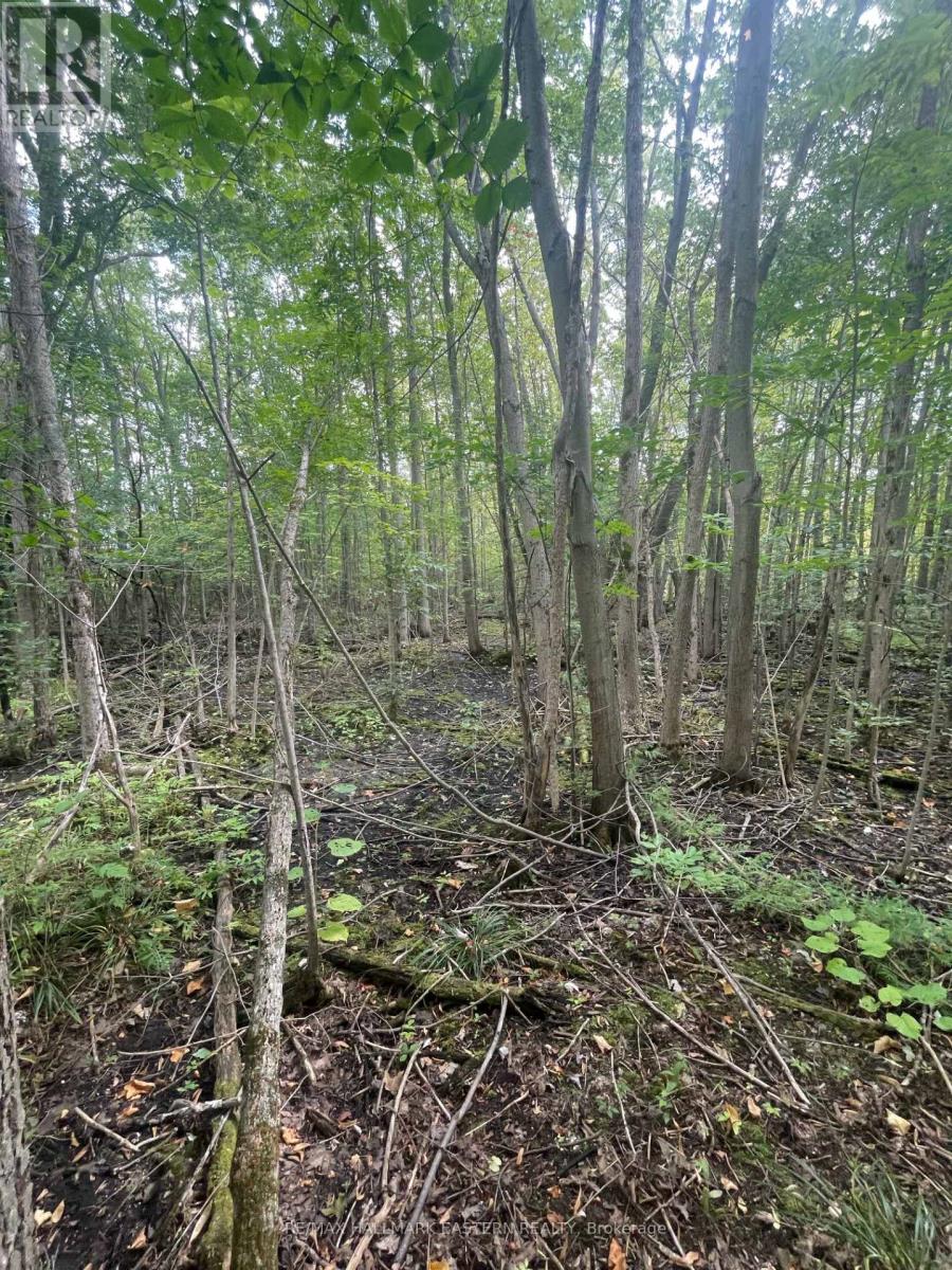 00 Adams-Cummings Road, Trent Lakes, Ontario  K0L 2J0 - Photo 8 - X12256603