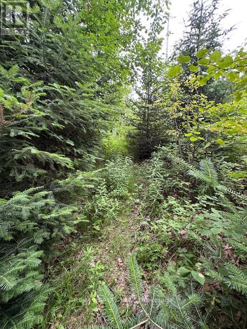 00 Highway 62 N, Hastings Highlands (Monteagle Ward), Ontario  K0L 2S0 - Photo 13 - X12285932