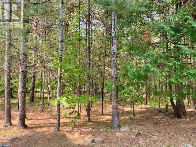 39 Buckhorn Narrows Road, Trent Lakes, Ontario  K0L 1J0 - Photo 25 - X12325696