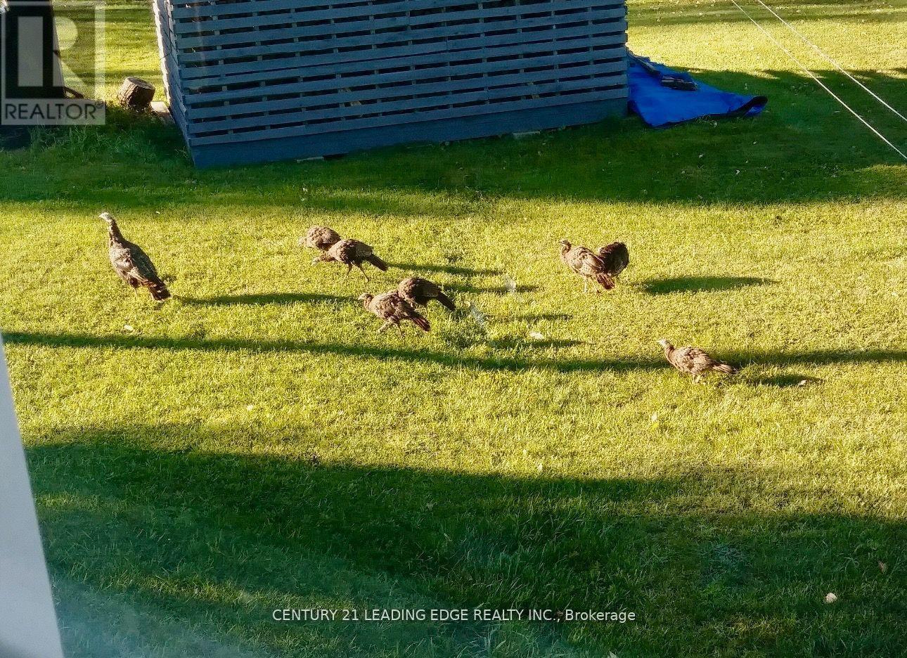 281 Crawford Road, Bancroft (Dungannon Ward), Ontario  K0L 2L0 - Photo 39 - X12326610