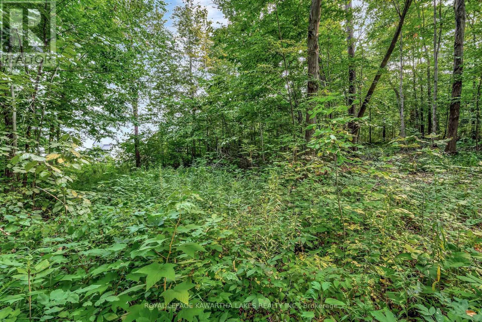 0 Cottingham Road, Kawartha Lakes (Emily), Ontario  K0L 2W0 - Photo 11 - X12339058