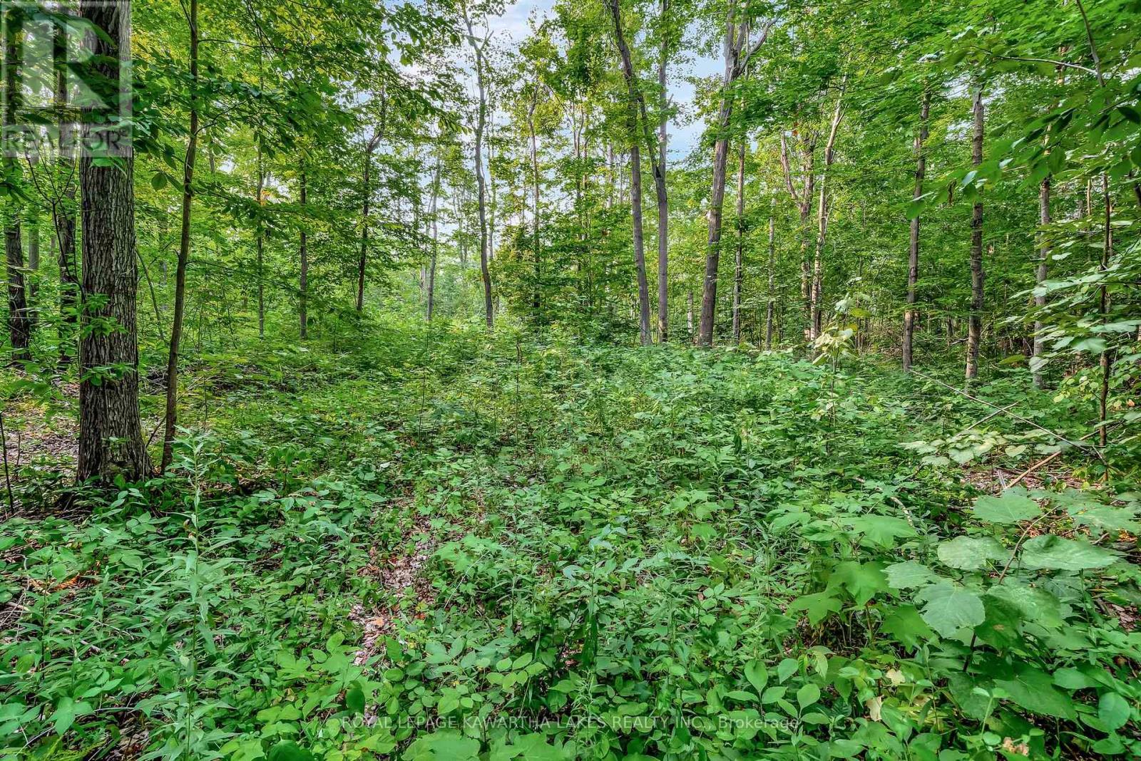 0 Cottingham Road, Kawartha Lakes (Emily), Ontario  K0L 2W0 - Photo 13 - X12339058