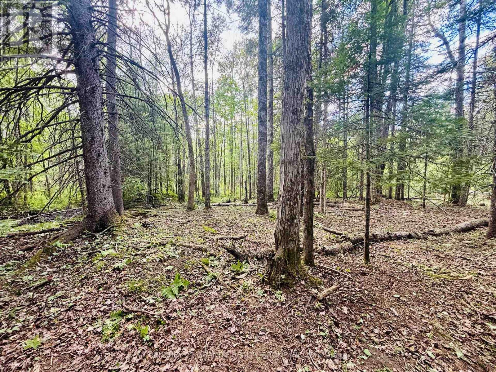 1227 Bay Lake Road, Bancroft (Bancroft Ward), Ontario  K0L 1C0 - Photo 10 - X12347537