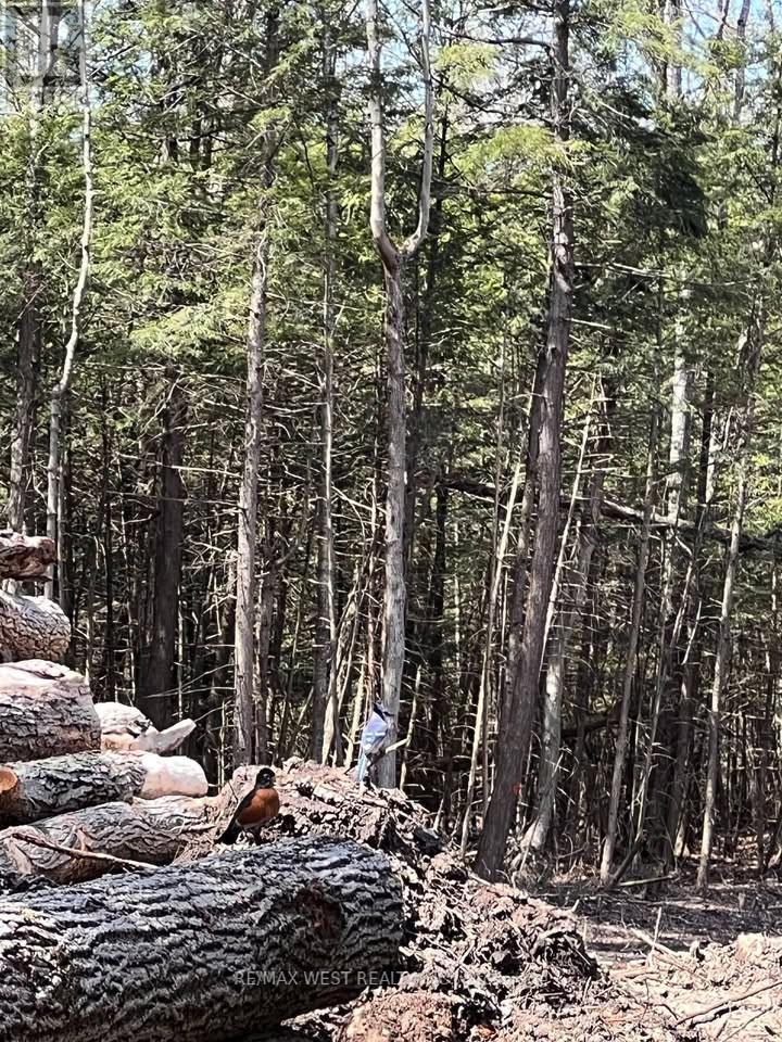 0 Lot Syer Line, Cavan Monaghan (Cavan-Monaghan), Ontario  L0A 1A0 - Photo 6 - X12359612