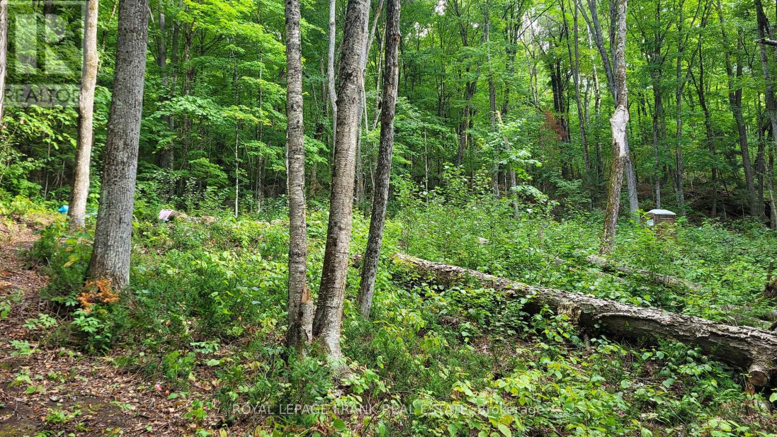 00 Elephant Lake, Dysart Et Al (Harcourt), Ontario  K0L 1M0 - Photo 3 - X12363026