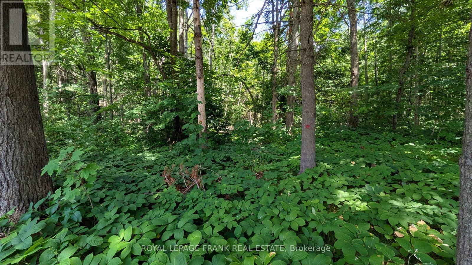 83 Belmont Street, Havelock-Belmont-Methuen (Belmont-Methuen), Ontario  K0L 1Z0 - Photo 36 - X12378851