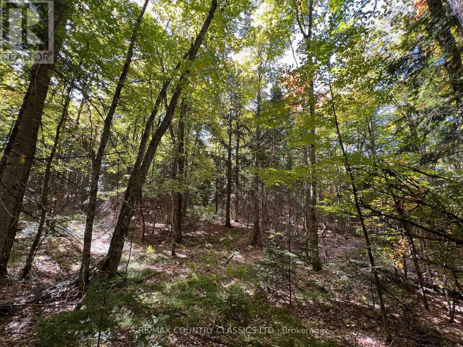 0 Davis Road, Hastings Highlands (Wicklow Ward), Ontario  K0L 2S0 - Photo 10 - X12409311