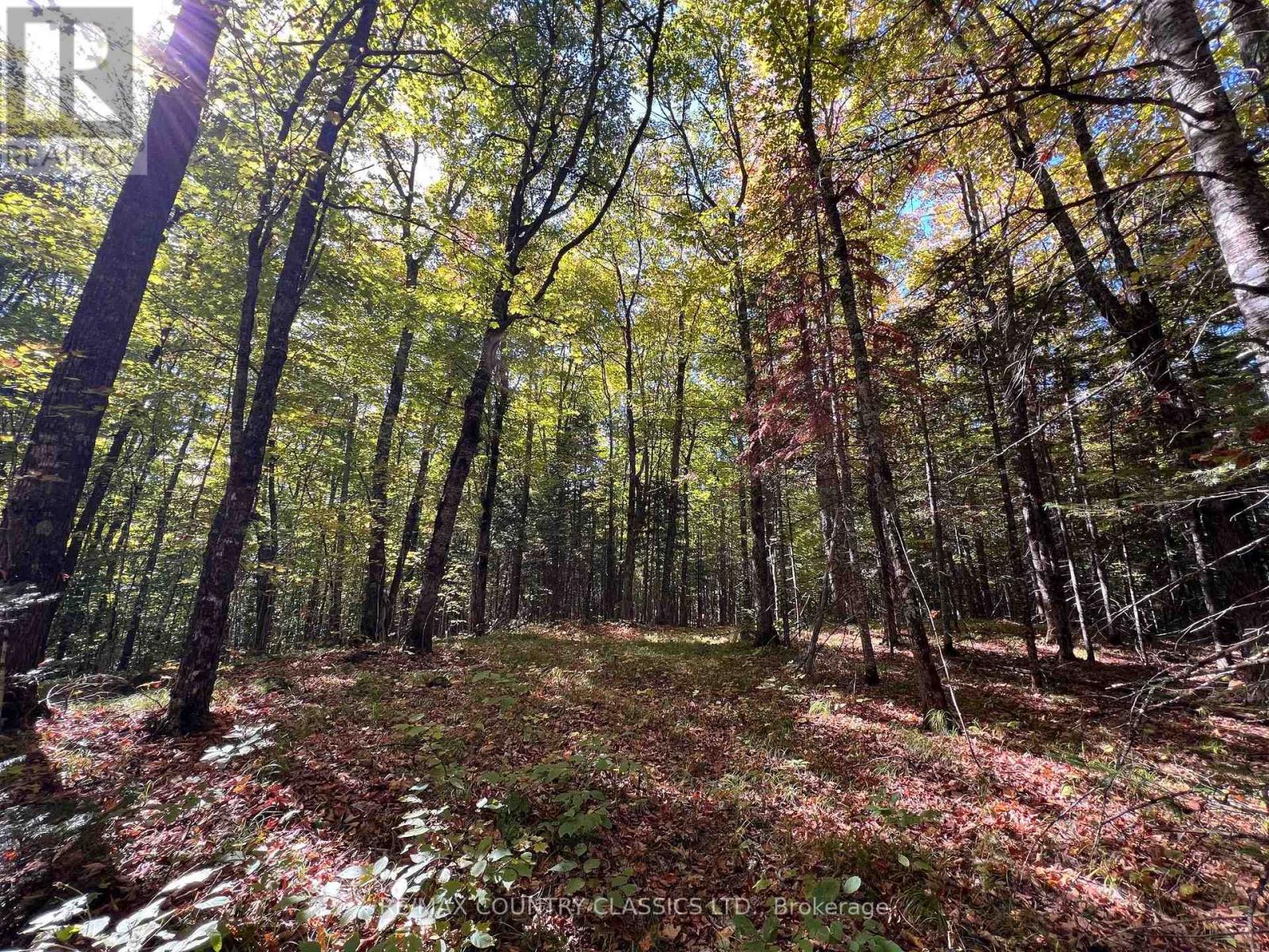 0 Davis Road, Hastings Highlands (Wicklow Ward), Ontario  K0L 2S0 - Photo 11 - X12409311