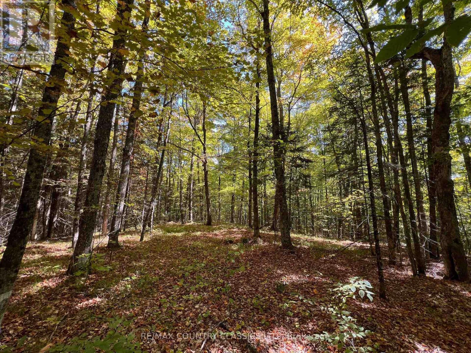 0 Davis Road, Hastings Highlands (Wicklow Ward), Ontario  K0L 2S0 - Photo 12 - X12409311