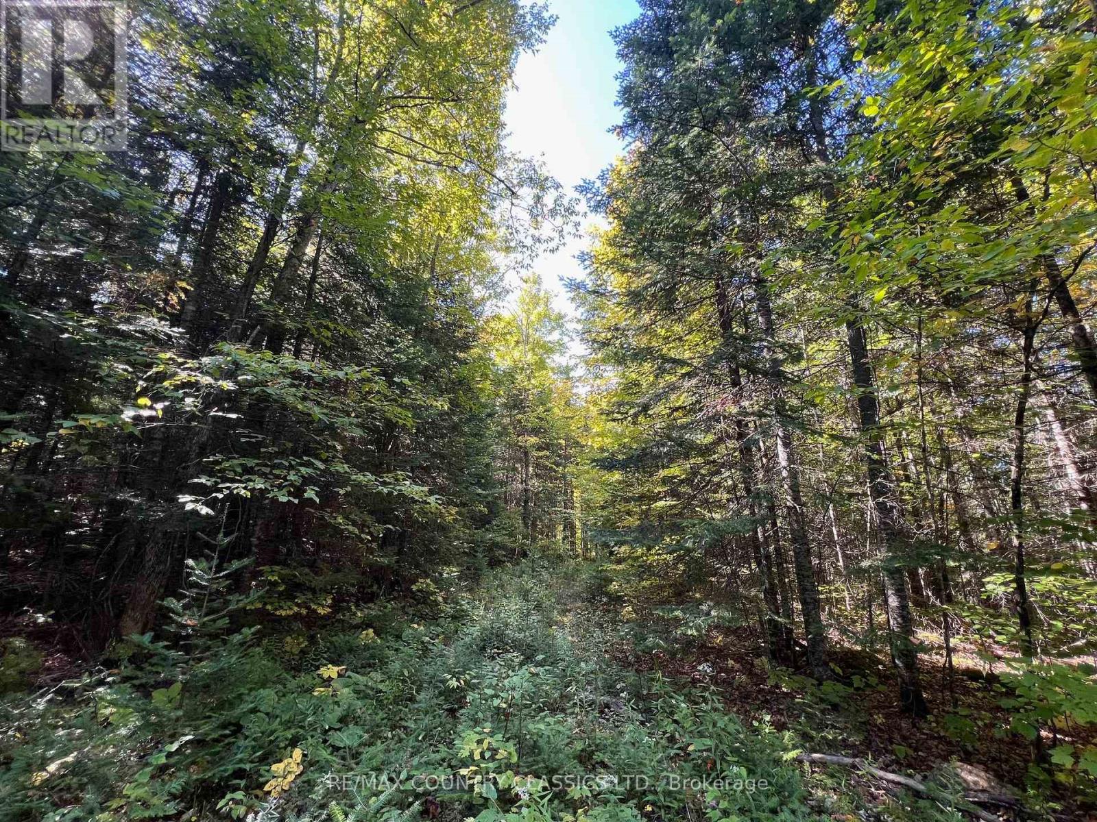 0 Davis Road, Hastings Highlands (Wicklow Ward), Ontario  K0L 2S0 - Photo 5 - X12409311
