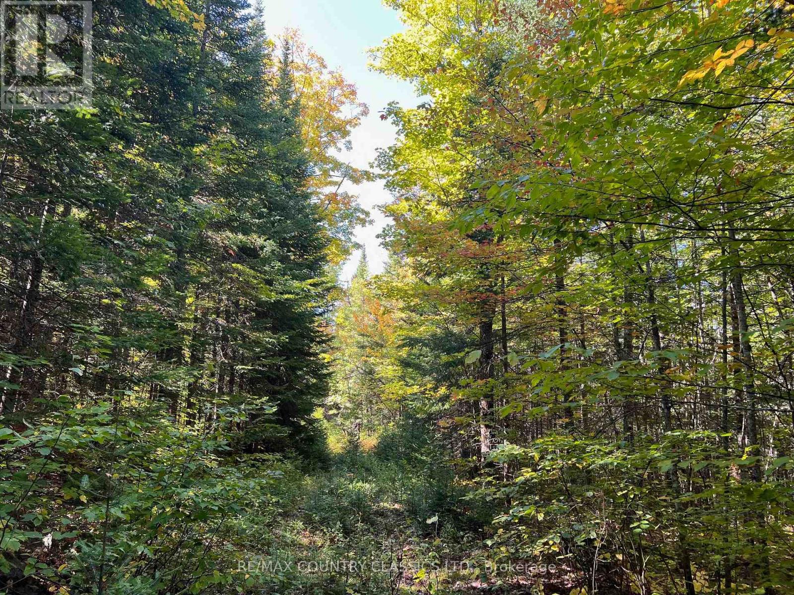 0 Davis Road, Hastings Highlands (Wicklow Ward), Ontario  K0L 2S0 - Photo 6 - X12409311