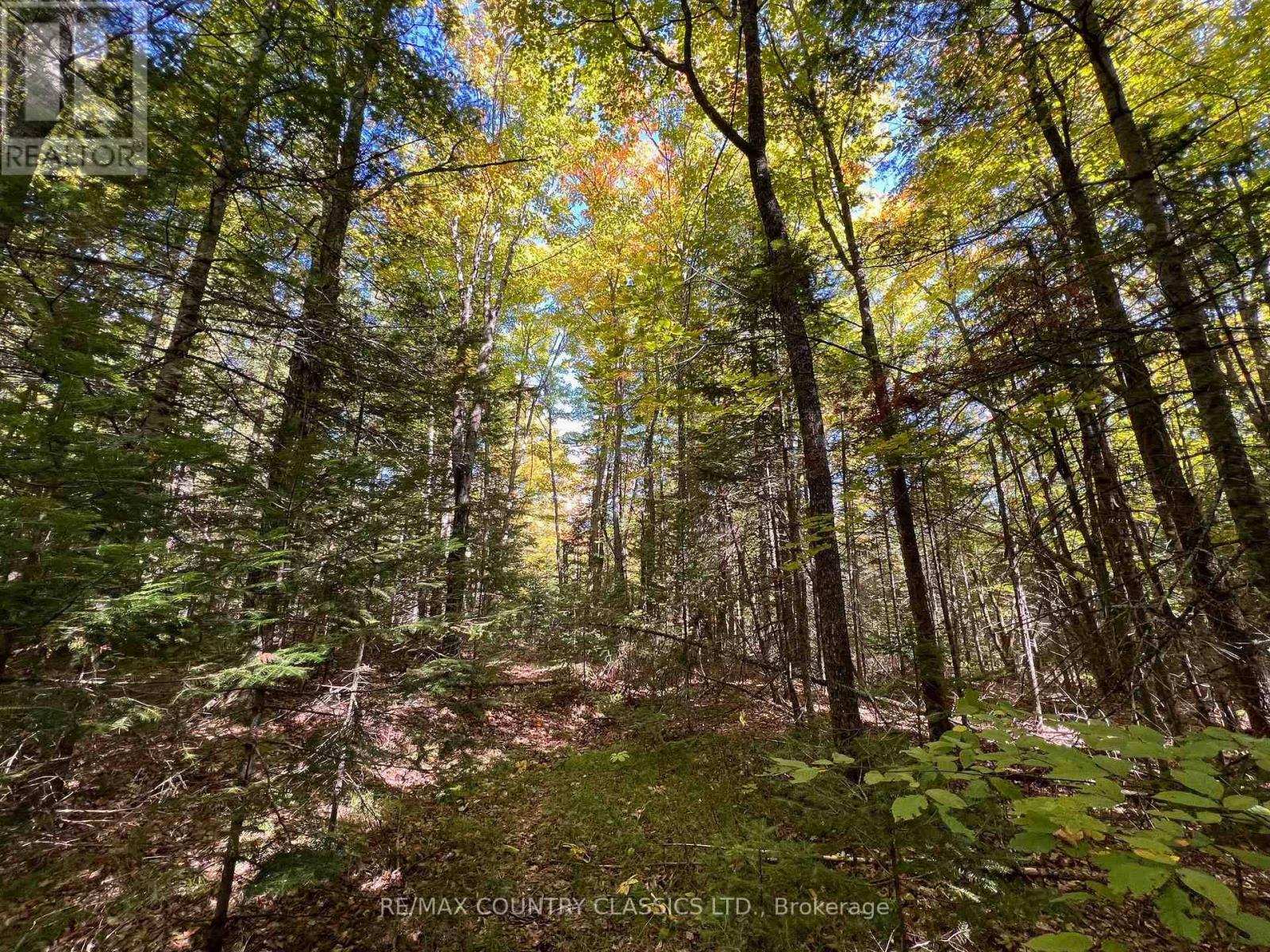 0 Davis Road, Hastings Highlands (Wicklow Ward), Ontario  K0L 2S0 - Photo 8 - X12409311