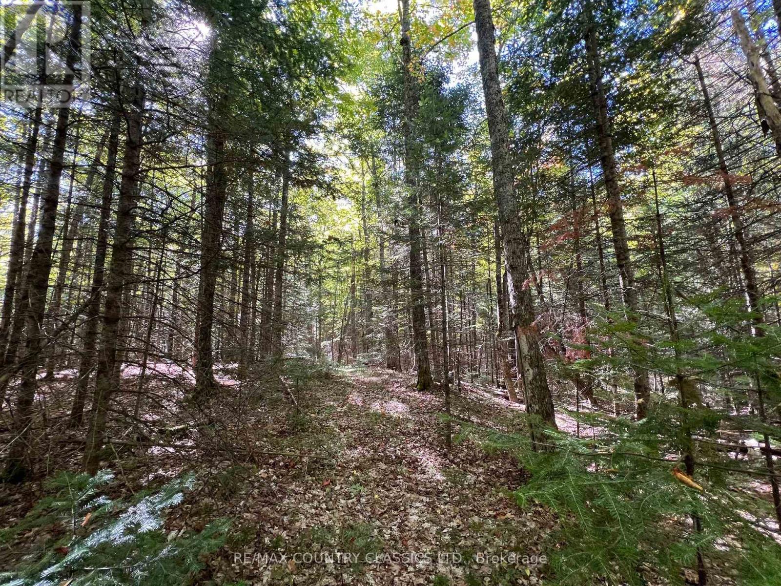 0 Davis Road, Hastings Highlands (Wicklow Ward), Ontario  K0L 2S0 - Photo 9 - X12409311