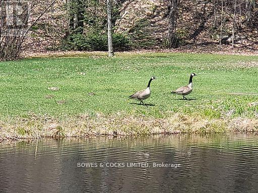 56 Otter Lake Road, Faraday, Ontario  K0L 1C0 - Photo 25 - X12414596