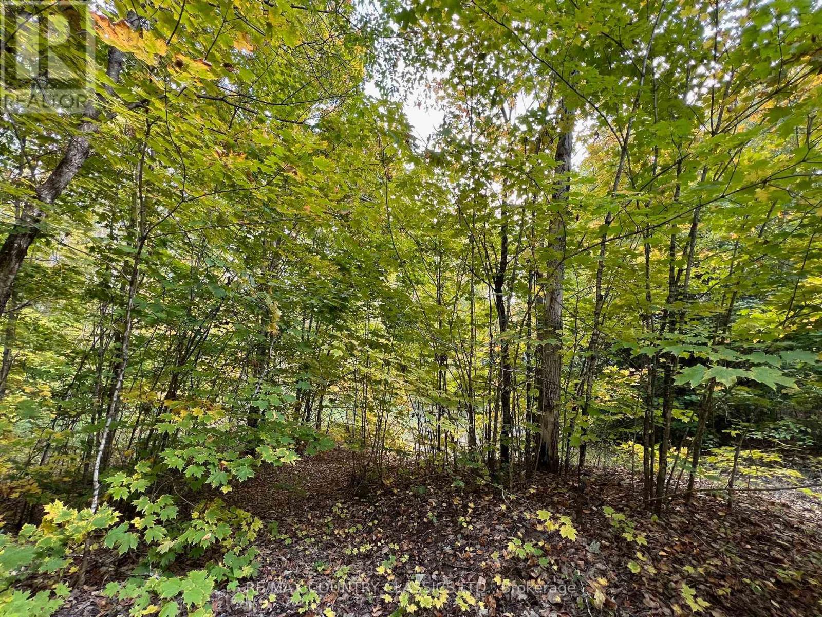 0 Forest View Road, Hastings Highlands (Herschel Ward), Ontario  K0L 1C0 - Photo 14 - X12415014